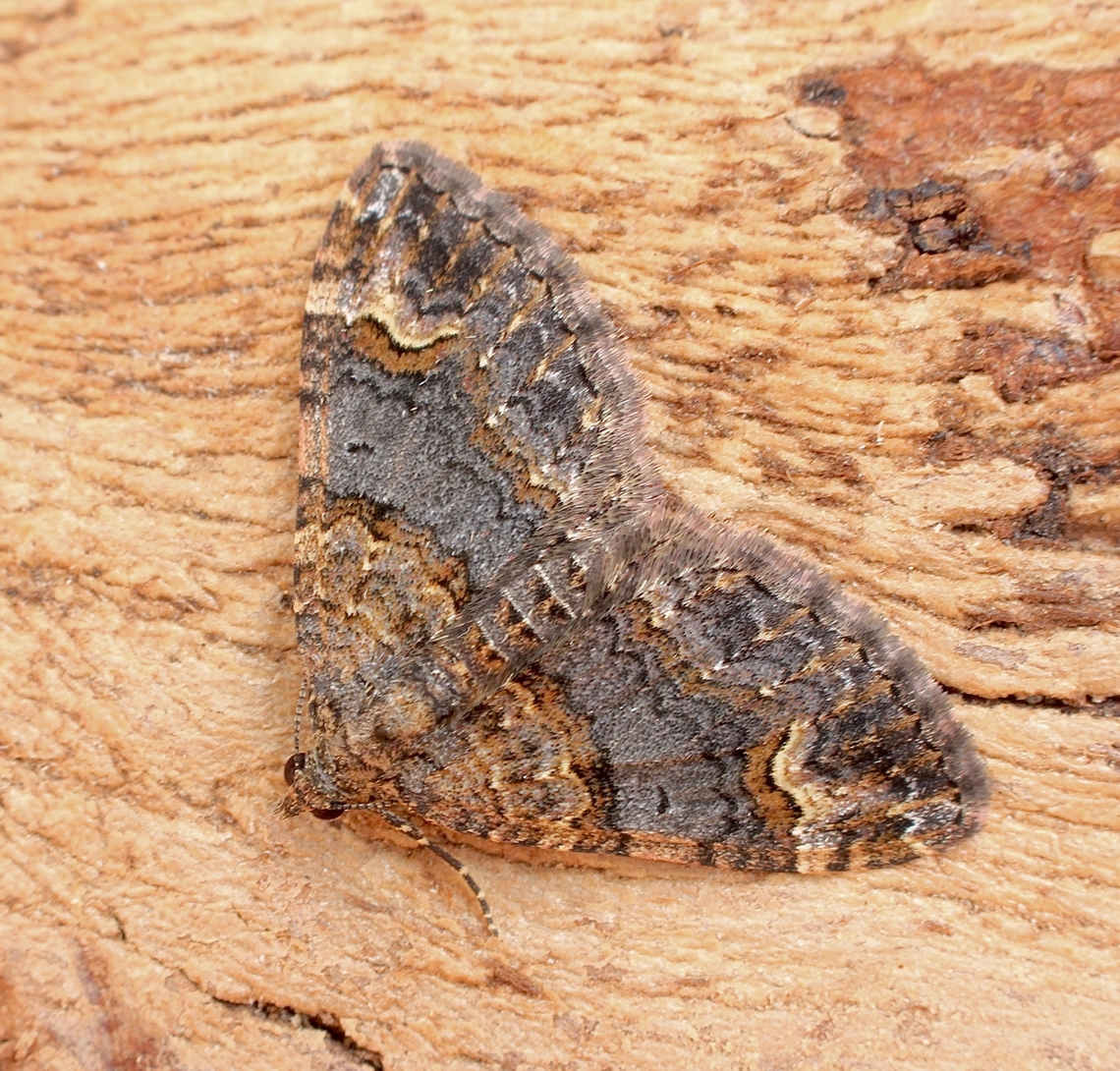 Epyaxa sodaliata Female  attracted to UV light. Australia,Clover Moth,Epyaxa sodaliata,Geotagged,Spring