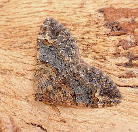 Epyaxa sodaliata Female  attracted to UV light. Australia,Clover Moth,Epyaxa sodaliata,Geotagged,Spring