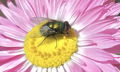 Common European Greenbottle Fly - Lucilia sericata Introduced in Australia. Australia,Common European Greenbottle Fly,Geotagged,Lucilia sericata,Spring