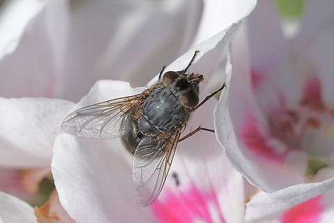 Blue Blowfly - Calliphora vicina Introduced in Australia. Australia,Blue Blowfly,Calliphora vicina,Geotagged,Spring