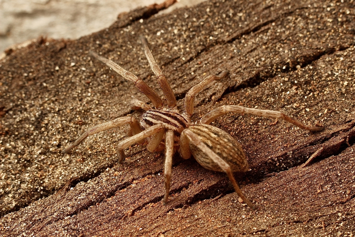 Striped Swamp Spider-  Miturga gilva Observed in our garden. Australia,Geotagged,Miturga gilva,Striped Swamp Spider,Winter