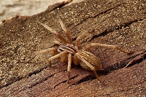 Striped Swamp Spider-  Miturga gilva Observed in our garden. Australia,Geotagged,Miturga gilva,Striped Swamp Spider,Winter