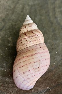 Australian Pheasant - Phasianella australis Collected on the beach. Australia,Australian Pheasant,Geotagged,Phasianella australis,Spring