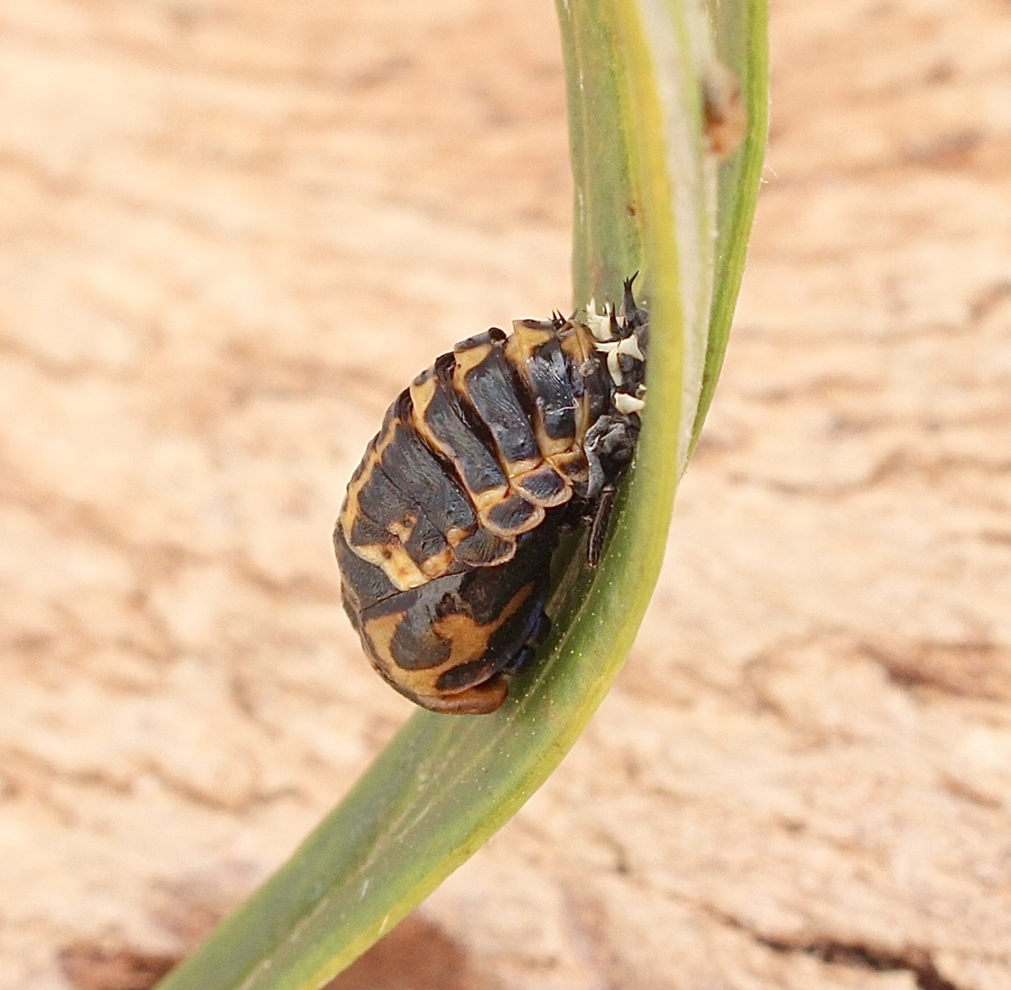 Large Spotted Ladybird - Harmonia conformis Ladybird pupae . Australia,Geotagged,Harmonia  conformis,Harmonia conformis,Large Spotted Ladybird,Spring