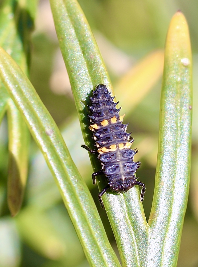 Large Spotted Ladybird - Harmonia conformis Large Spotted Ladybird larvae. Australia,Eamw beetle larvae,Eamw ladybird beetles,Encounter Bay SA,Geotagged,Harmonia conformis,Large Spotted Ladybird,Spring