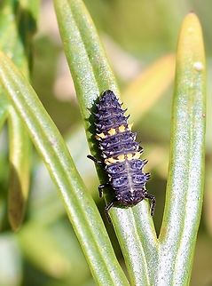 Large Spotted Ladybird - Harmonia conformis Large Spotted Ladybird larvae. Australia,Eamw beetle larvae,Eamw ladybird beetles,Encounter Bay SA,Geotagged,Harmonia conformis,Large Spotted Ladybird,Spring