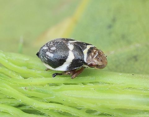 Spittlebug species - Bathyllus albicinctus  Australia,Bathyllus albicinctus,Geotagged,Spring