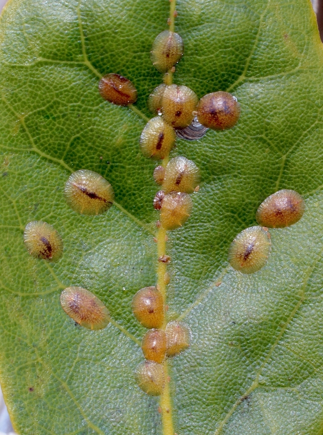 Brown Soft Scale - Coccus hesperidum Observed on a bay Laurel plant - Laurus nobilis Australia,Brown Soft Scale,Coccus hesperidum,Eamw scale insects,Encounter Bay SA,Geotagged,Spring