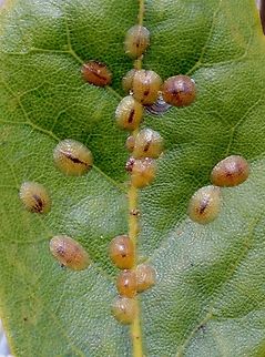 Brown Soft Scale - Coccus hesperidum Observed on a bay Laurel plant - Laurus nobilis Australia,Brown Soft Scale,Coccus hesperidum,Eamw scale insects,Encounter Bay SA,Geotagged,Spring