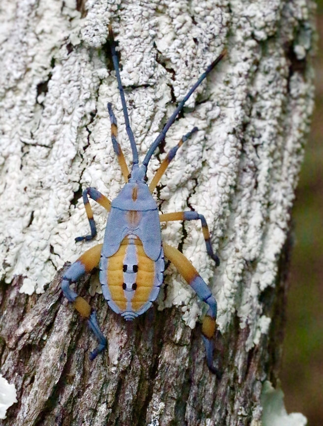 Common gum-tree bug - Amorbus robustus  Amorbus robustus,Australia,Common gum-tree bug,Geotagged,Summer