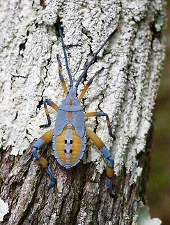 Common gum-tree bug - Amorbus robustus  Amorbus robustus,Australia,Common gum-tree bug,Geotagged,Summer