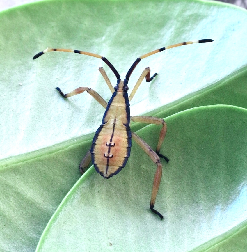 Leaf-Footed Bug - Amorbus rubiginosus  Amorbus rubiginosus,Australia,Geotagged,Spring