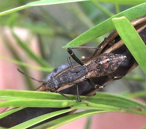 Ant bug - Genus  Anstead Bushland Reserve,Australia,Eamw bugs,Geotagged,Spring