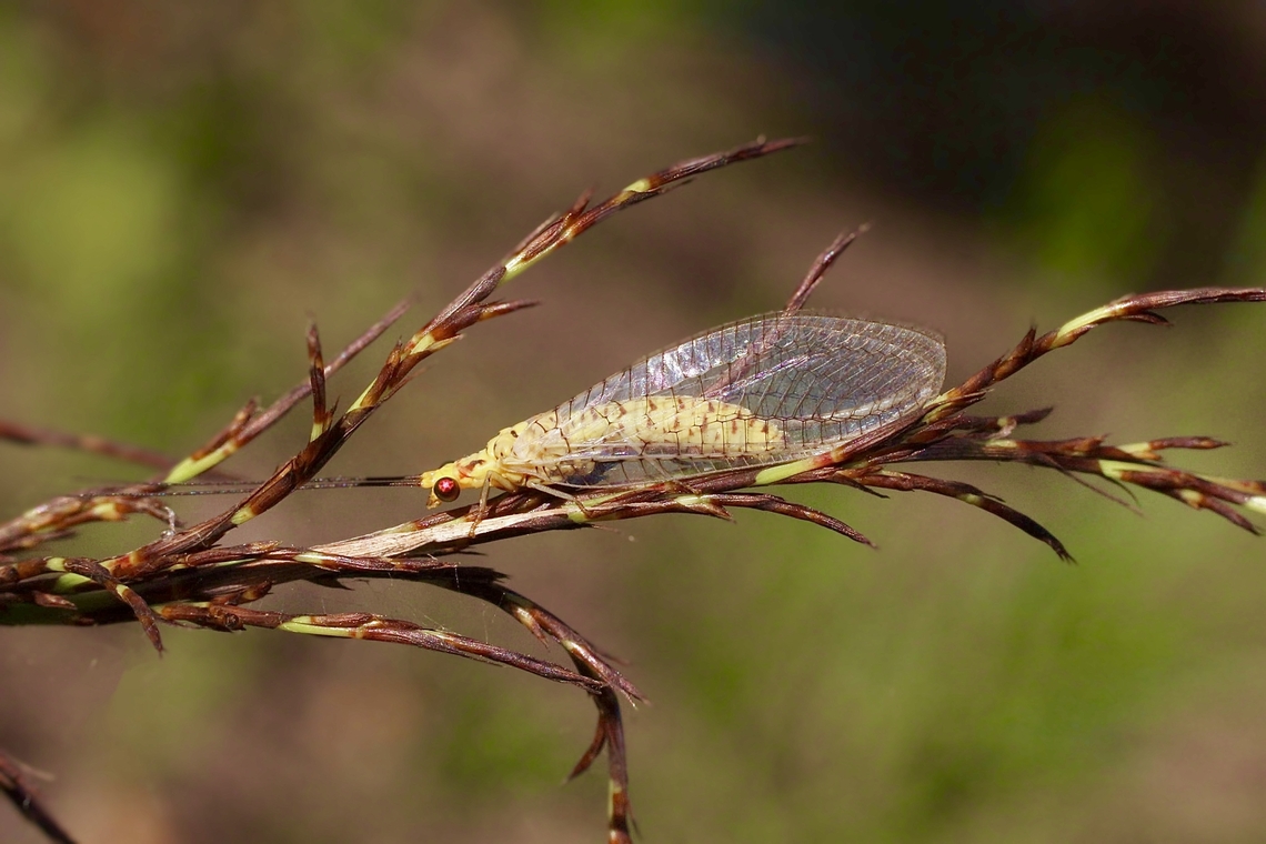 Lacewing - Italochrysa insignis  Australia,Eamw lacewings,Geotagged,Italochrysa insignis,NSW Tea Gardens,Summer
