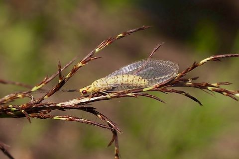Lacewing - Italochrysa insignis  Australia,Eamw lacewings,Geotagged,Italochrysa insignis,NSW Tea Gardens,Summer