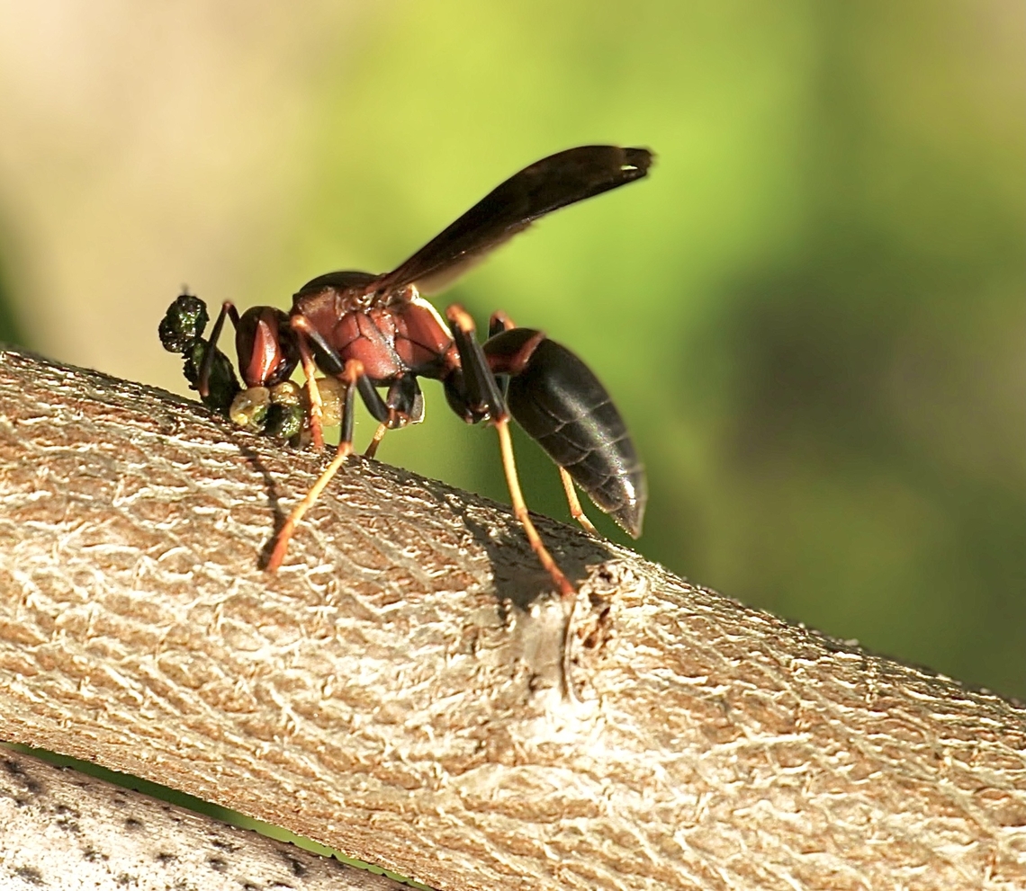Metric Paper Wasp - Polistes metricus  Anaheim USA,Eamw wasps,Geotagged,Metric Paper Wasp,Polistes metricus,Summer,United States