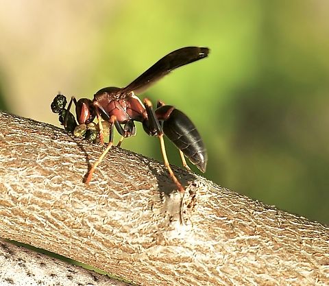 Metric Paper Wasp - Polistes metricus  Anaheim USA,Eamw wasps,Geotagged,Metric Paper Wasp,Polistes metricus,Summer,United States