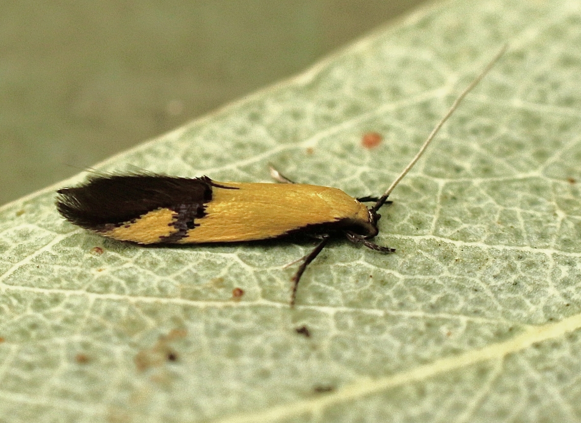 fungus moth species - Opogona papayae  Australia,Eamw moth,Geotagged,Kyeema Conservation Park,Opogona papayae,Spring,UVL
