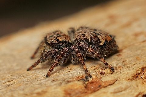 Shaggy Servaea - Servaea villosa  Australia,ENcoun,Eamw spiders,Geotagged,Servaea villosa,Shaggy Servaea,Spring