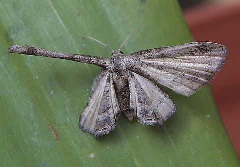 Phazaca interrupta Curled its wings up one at a time.Attracted to UV light. Australia,Eamw moth,Encounter Bay SA,Geotagged,Phazaca interrupta,UVL,Winter