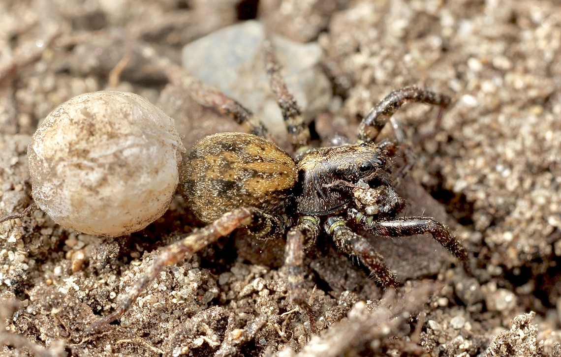 Small Striped Wolf Spider - Genus Artoria  Australia,Eamw spiders,Encounter Bay SA,Geotagged,Spring