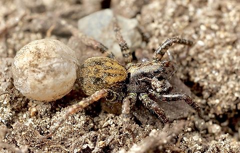 Small Striped Wolf Spider - Genus Artoria  Australia,Geotagged,Spring