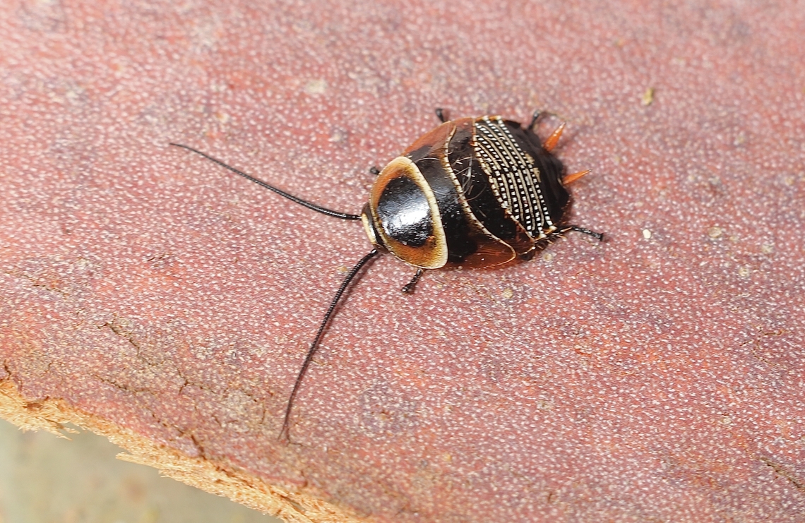 Austral Ellipsidion - Ellipsidion australe Looks like 2 or 3 instar. Austral Ellipsidion Cockroach,Australia,Eamw cockroaches,Ellipsidion australe,Encounter Bay SA,Geotagged,Spring