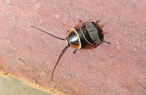 Austral Ellipsidion - Ellipsidion australe Looks like 2 or 3 instar. Austral Ellipsidion Cockroach,Australia,Eamw cockroaches,Ellipsidion australe,Encounter Bay SA,Geotagged,Spring