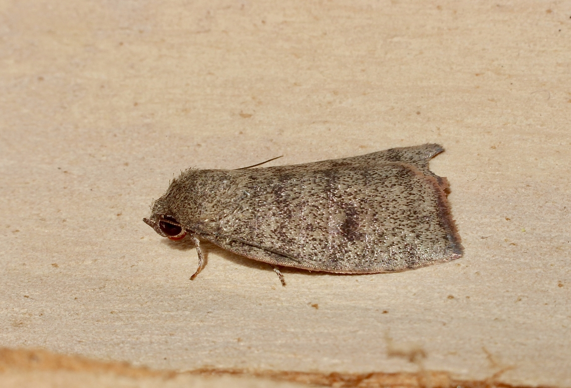 Austrocarea iocephala Attracted to UV light. Australia,Austrocarea iocephala,Eamw moth,Encounter Bay SA,Geotagged,Spring,UVL