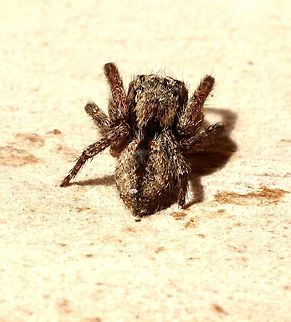 Hoary Servaea - Servaea incana  Australia,Eamw spiders,Encounter Bay SA,Geotagged,Servaea incana,Spring