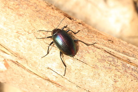 Chalcopteroides columbinus  Australia,Chalcopteroides columbinus,Eamw beetles,Encounter Bay SA,Geotagged,Winter