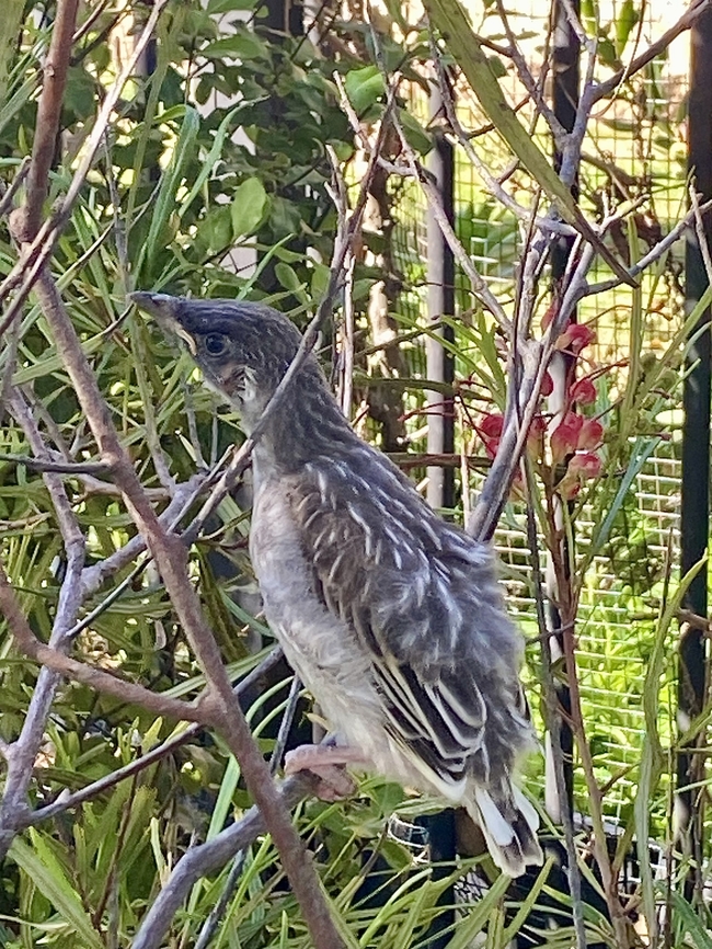 Red wattle bird - Anthochaera carunculata Fledgling,waiting for mum to bring some food.The fence in the background is from a private property. Anthochaera carunculata,Australia,Eamw birds,Encounter Bay SA,Geotagged,Red wattlebird,Spring
