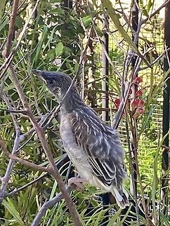 Red wattle bird - Anthochaera carunculata Fledgling,waiting for mum to bring some food.The fence in the background is from a private property. Anthochaera carunculata,Australia,Eamw birds,Encounter Bay SA,Geotagged,Red wattlebird,Spring