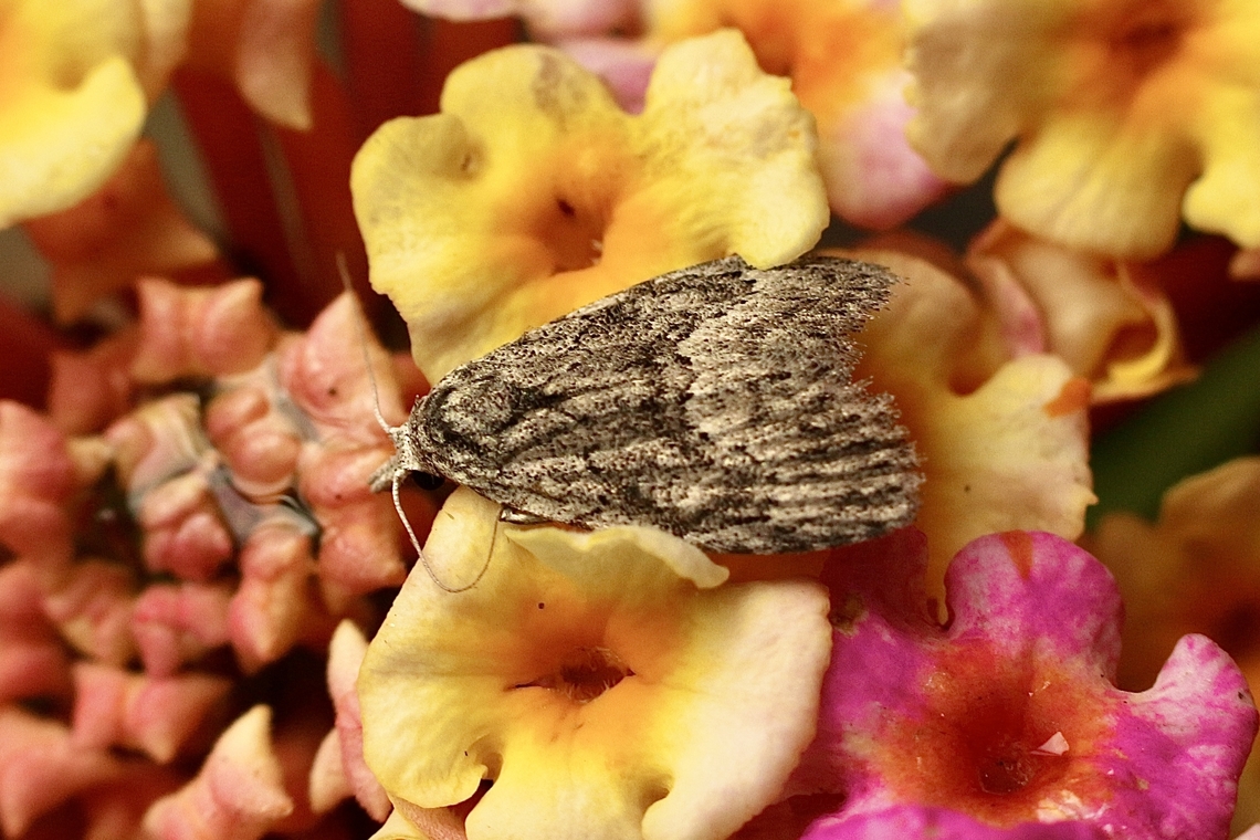 Nola albalis Attracted to UV light. Have seen this moth species feeding on lantana flowers before and therefor used the flower as a backdrop for this one.  Australia,Fall,Geotagged,Nola analis