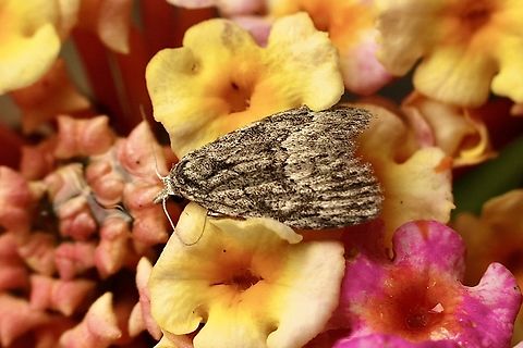 Nola albalis Attracted to UV light. Have seen this moth species feeding on lantana flowers before and therefor used the flower as a backdrop for this one.  Australia,Fall,Geotagged,Nola analis