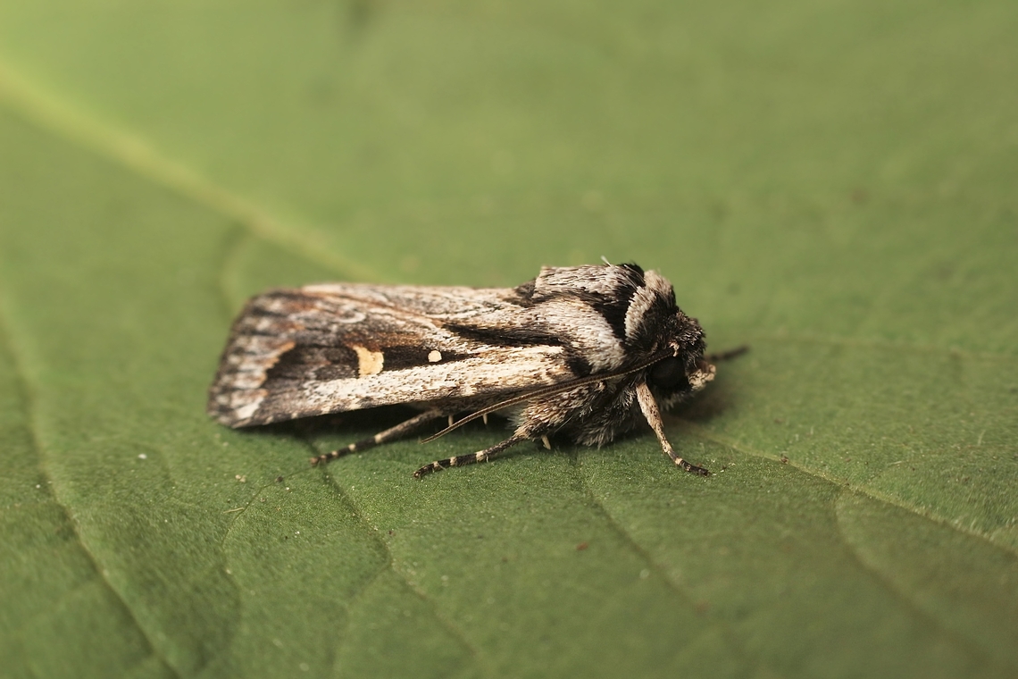 Proteuxoa paragypsa  Australia,Eamw moth,Encounter Bay SA,Fall,Geotagged,Proteuxoa paragypsa,UVL