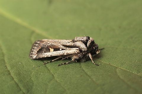 Proteuxoa paragypsa  Australia,Eamw moth,Encounter Bay SA,Fall,Geotagged,Proteuxoa paragypsa,UVL