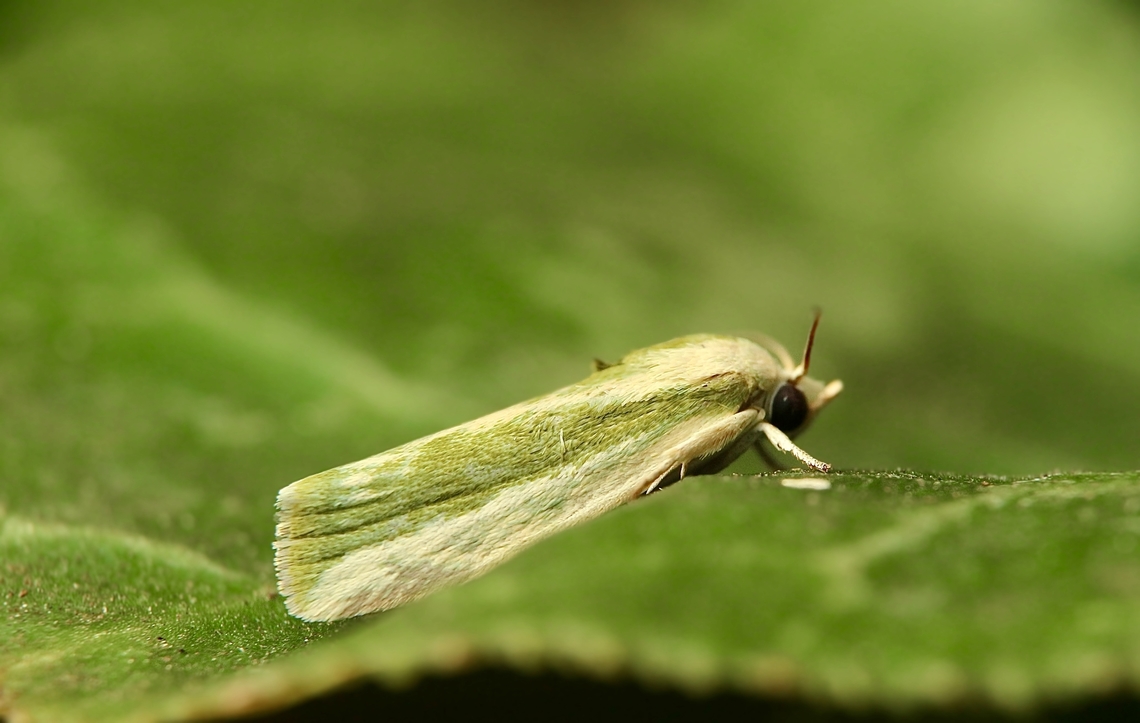 Earias huegeliana  Australia,Eamw moth,Earias perhuegeli,Encounter Bay SA,Fall,Geotagged,Rough Bollworm,UVL