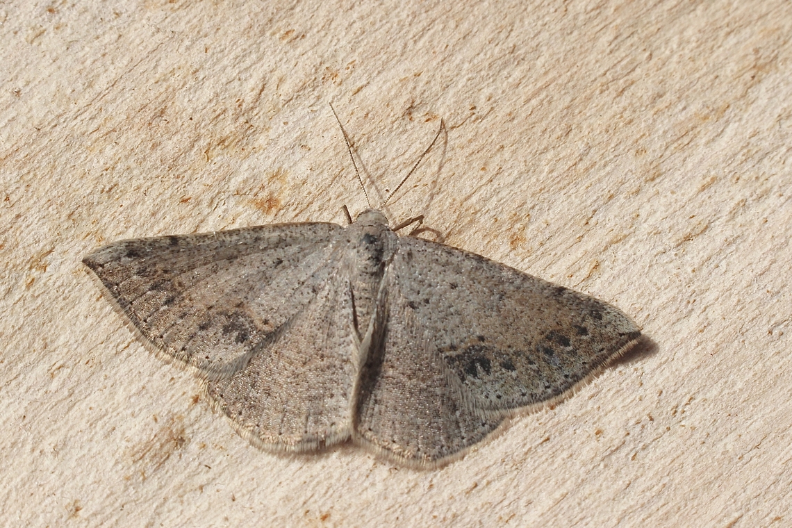 Taxeotis perlinearia  Australia,Eamw moth,Geotagged,Seaford meadows,Spring,Taxeotis perlinearia