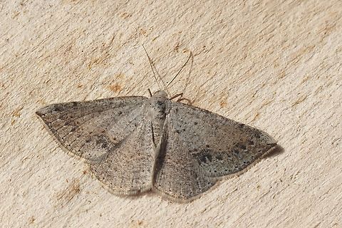 Taxeotis perlinearia  Australia,Eamw moth,Geotagged,Seaford meadows,Spring,Taxeotis perlinearia