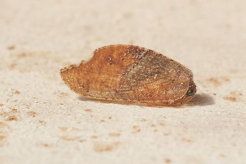 Australian Variable Lacewing - Drepanacra binocula Attracted to UV light. Appropriate size is 6 mm.  Australia,Drepanacra binocula,Eamw lacewings,Encounter Bay SA,Geotagged,Spring,UVL