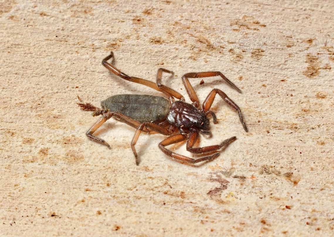 Flattened Bark Spider - Hemicloea rogenhoferi  Australia,Eamw spiders,Flattened Bark Spider,Geotagged,Hemicloea rogenhoferi,Seaford meadows,Spring