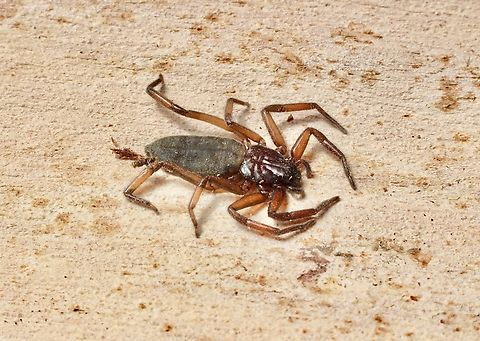 Flattened Bark Spider - Hemicloea rogenhoferi  Australia,Eamw spiders,Flattened Bark Spider,Geotagged,Hemicloea rogenhoferi,Seaford meadows,Spring
