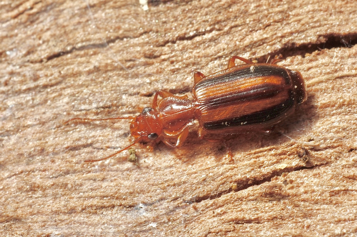 Beetle - Genus Lebia Found under Eucalyptus bark Australia,Geotagged,Spring