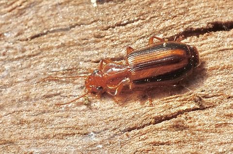 Beetle - Genus Lebia Found under Eucalyptus bark Australia,Cymindis lineata,Eamw beetles,Genus Lebia,Geotagged,Seaford meadows,Spring