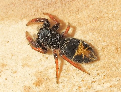 Jovial jumper - Apricia jovialis Observed in garden. Apricia jovialis,Australia,Eamw spiders,Encounter Bay SA,Geotagged,Spring