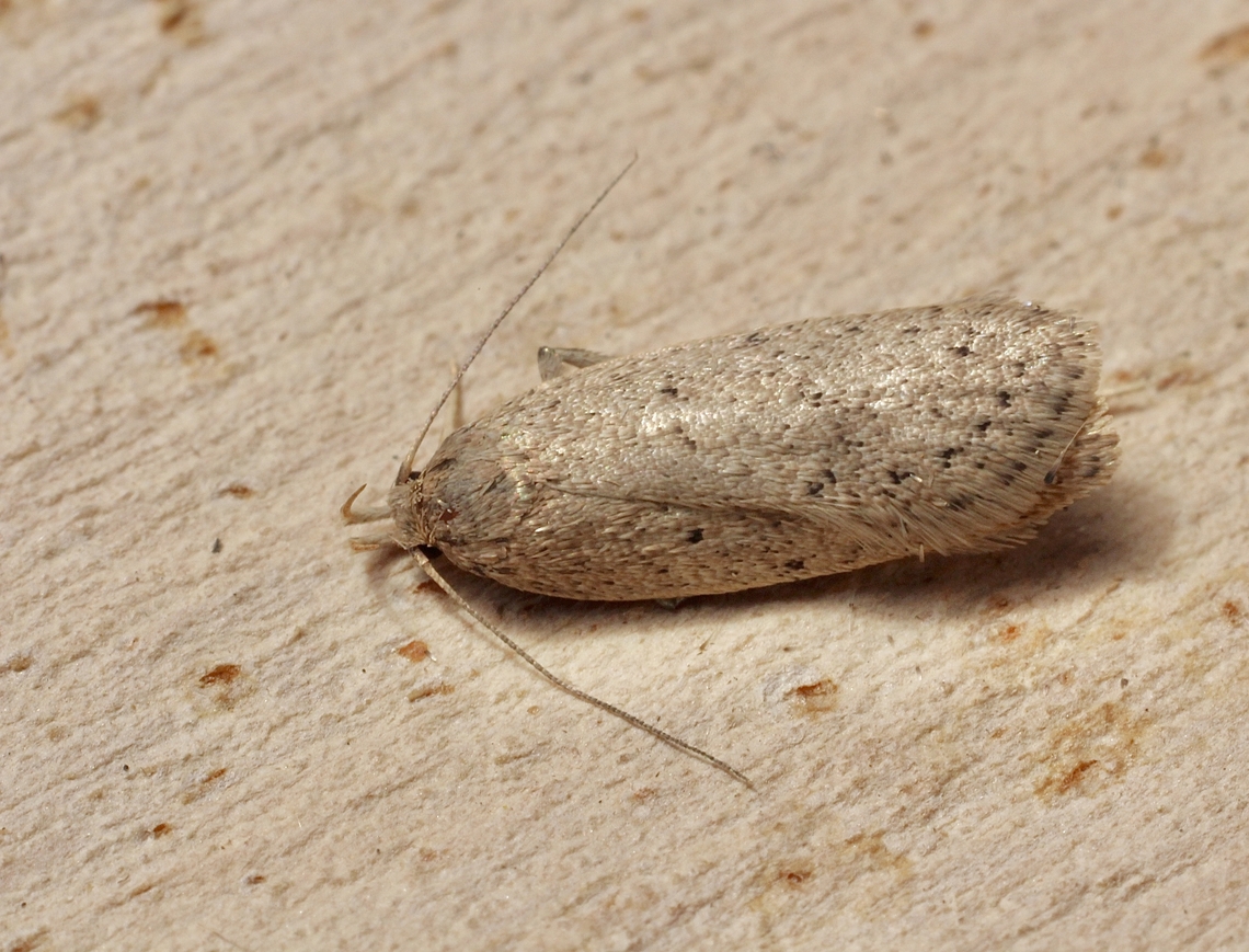 Concealer moth species Chezala privatella Attracted to UV light. Australia,Chezala privatella,Encounter Bay SA,Geotagged,Spring,UVL,eamw moth