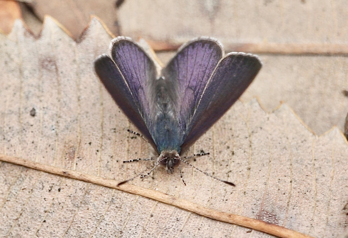 Common grass blue - Zizina labradus  Australia,Common grass blue,Eamw butterflies,Geotagged,Spring,Warners Bay NSW,Zizina labradus