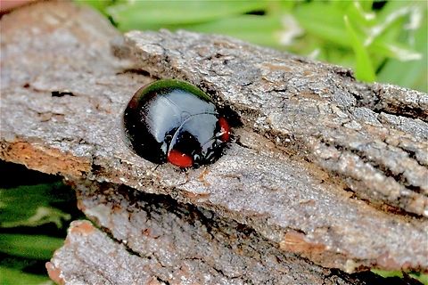 Genus Exochomus  Australia,Eamw beetles,Exochomus,Geotagged,Spring,Tenterfield Nsw