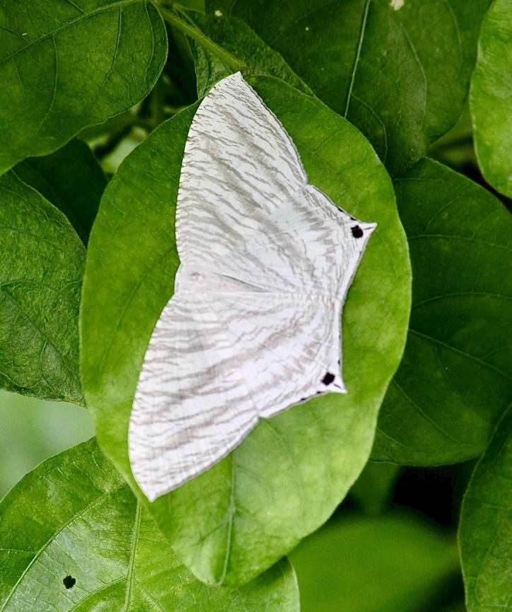 Grey Swallowtail Moth - Micronia aculeata Observation date is 8 June 2013  Eamw moth,Geotagged,Micronia aculeata,Spring,Vietnam